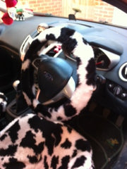 Black and White Cow print fuzzy faux fur car steering wheel cover furry and fluffy Poppys Crafts